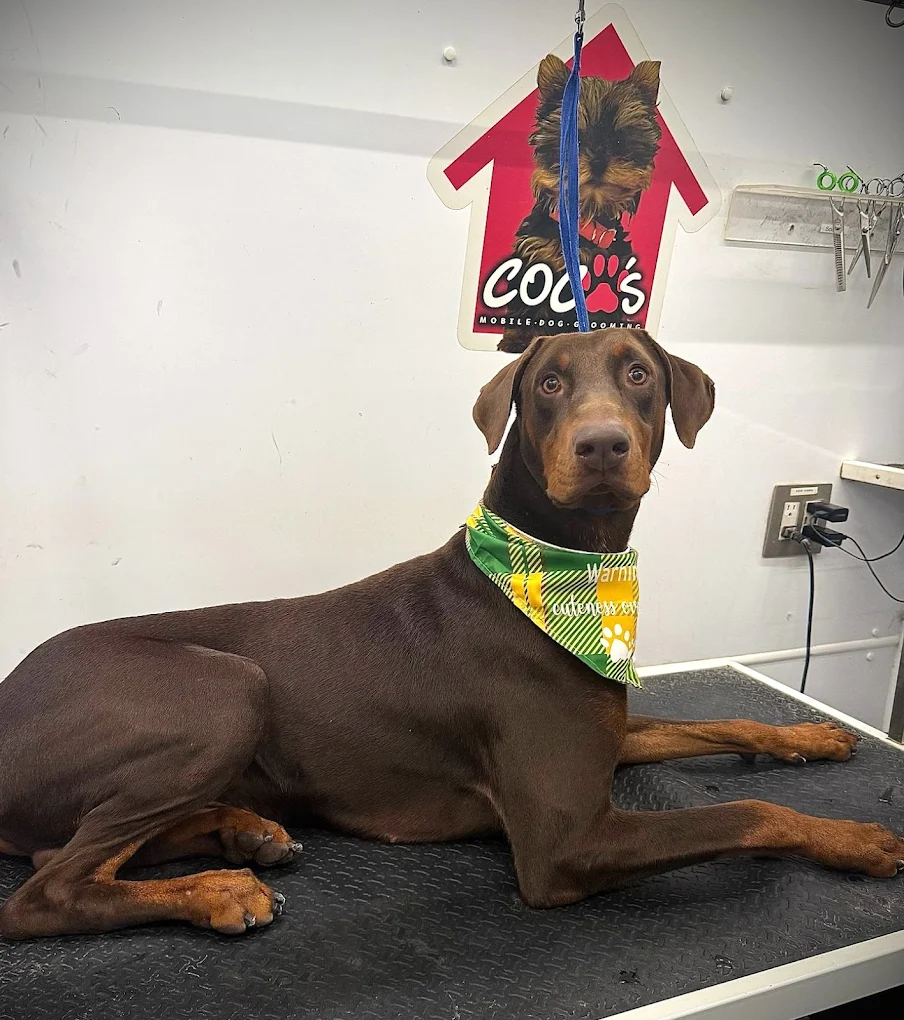 Groomed pet 28