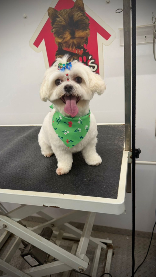 Coco's mobile dog grooming result 86