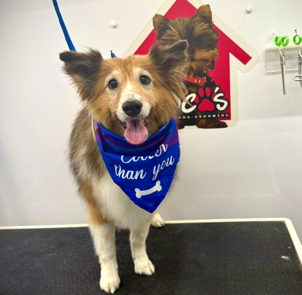 Coco's mobile dog grooming result 24