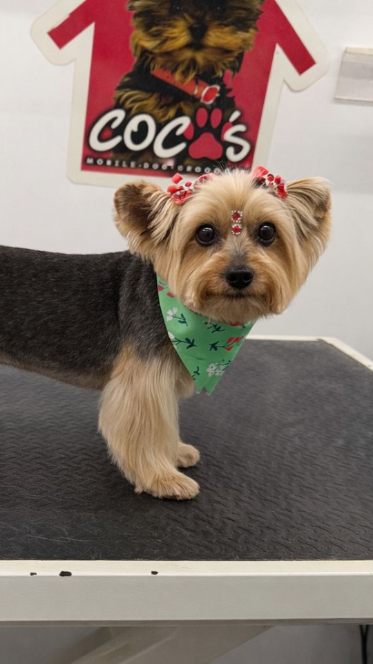 Coco's mobile dog grooming result 88