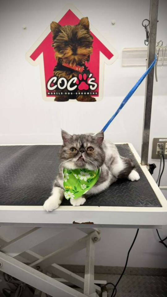 Coco's mobile dog grooming result 92