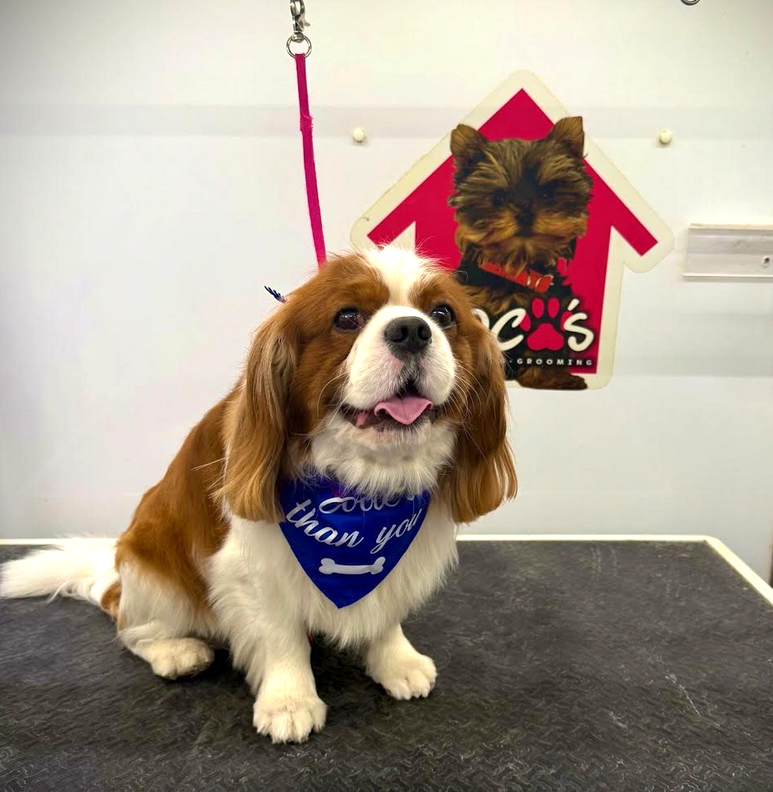 Groomed pet 42