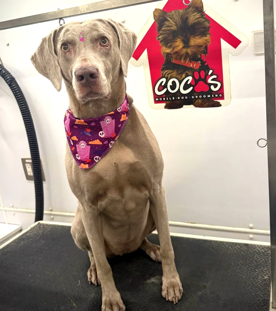 Groomed pet 34
