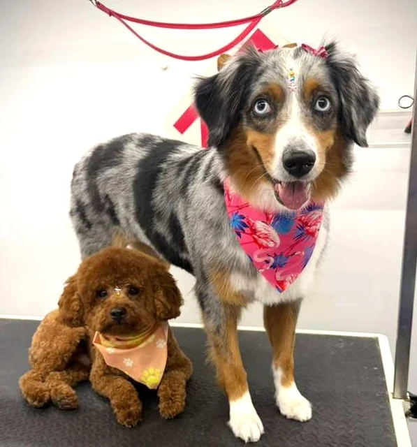 Coco's mobile dog grooming result 57