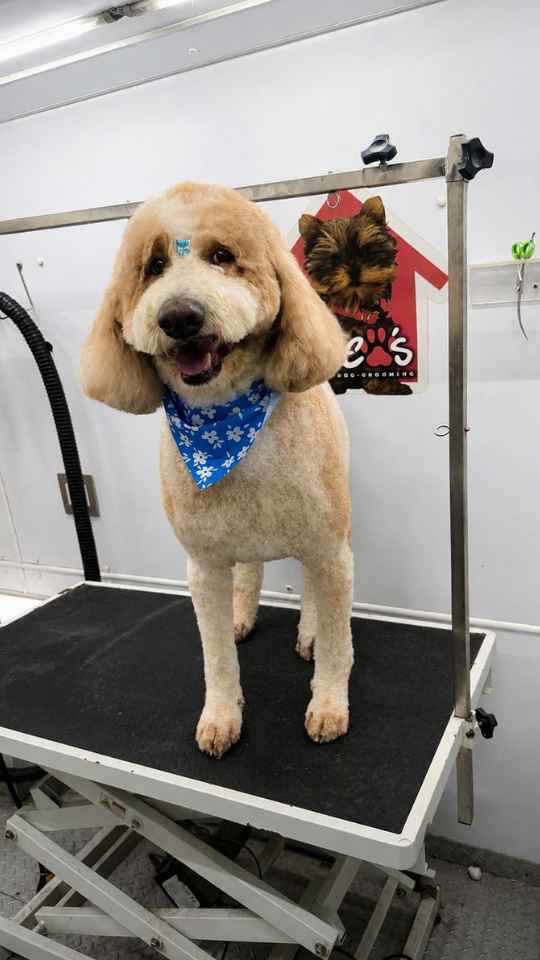 Coco's mobile dog grooming result 84