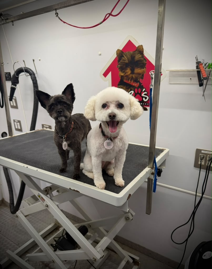 Groomed pet 67