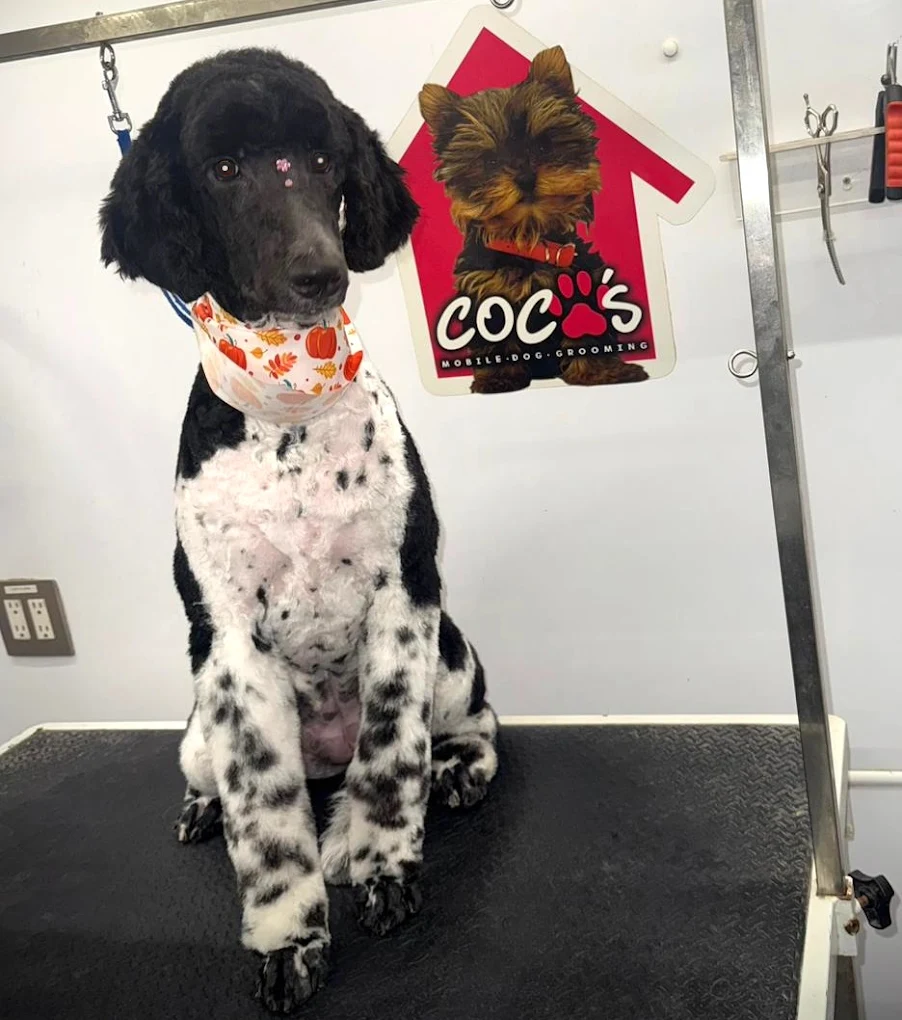 Groomed pet 60