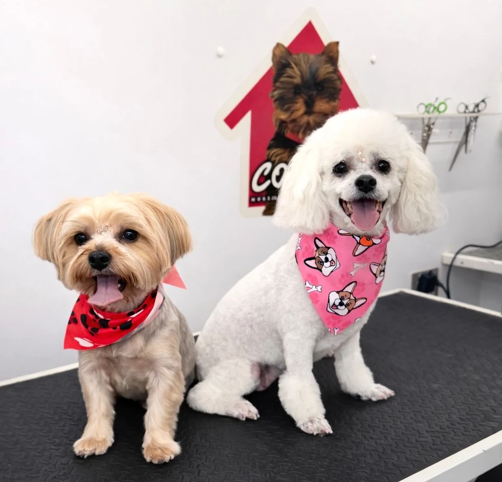 Coco's mobile dog grooming result 59