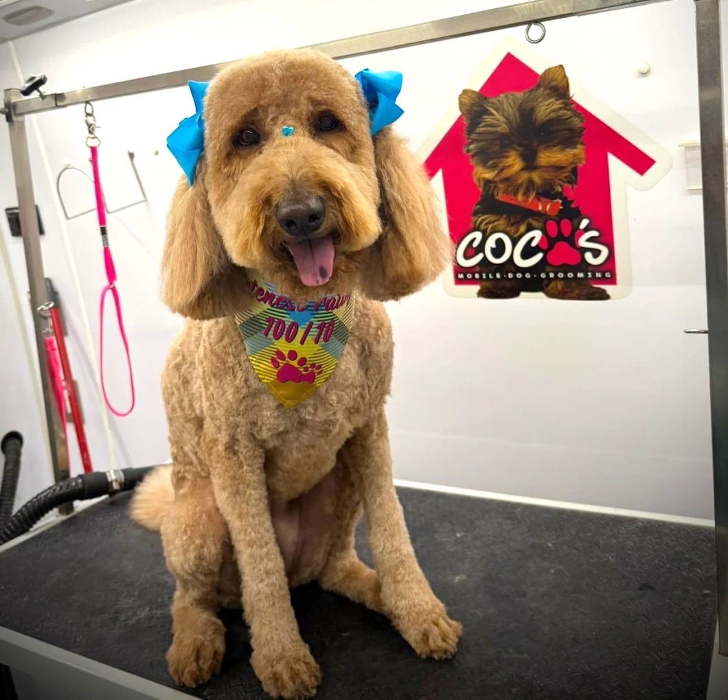 Groomed pet 8