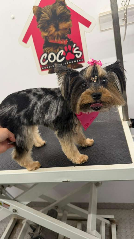 Coco's mobile dog grooming result 85
