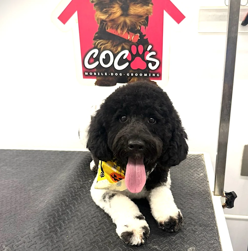 Groomed pet 50