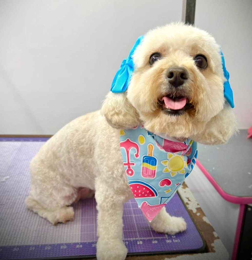 Groomed pet 10