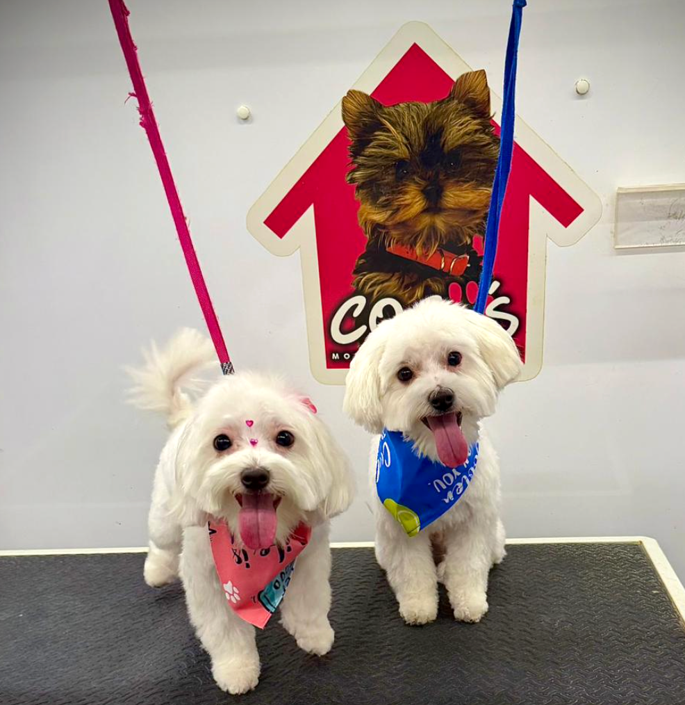 Groomed pet 46
