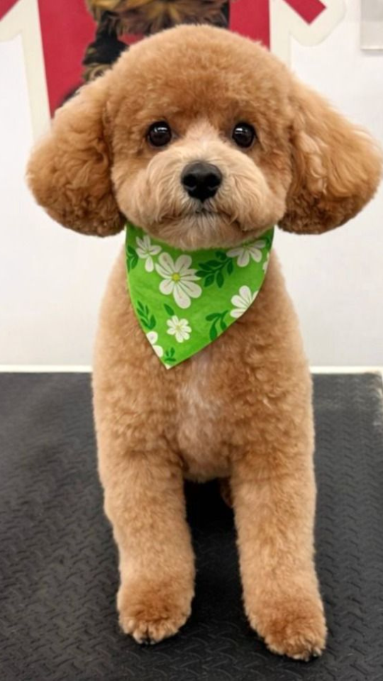 Coco's mobile dog grooming result 83