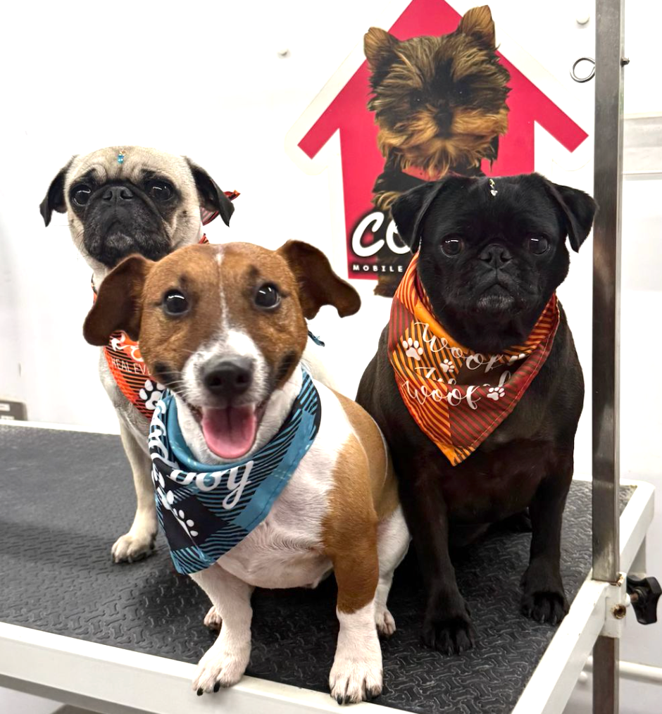 Happy groomed dog