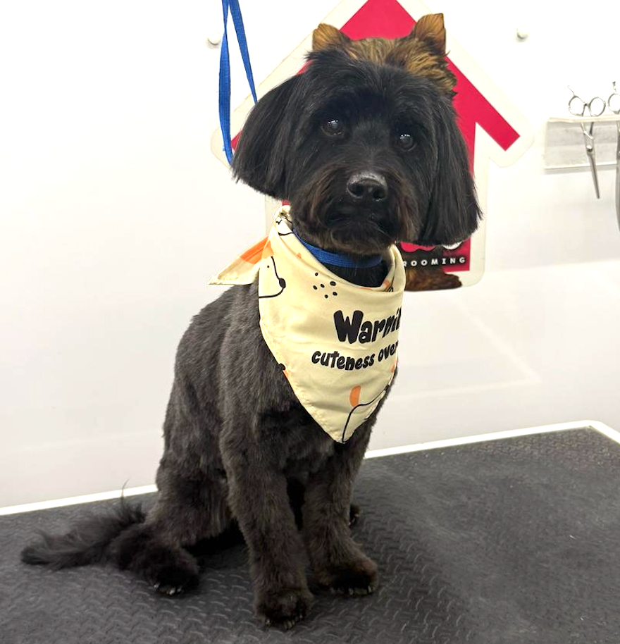 Groomed pet 38