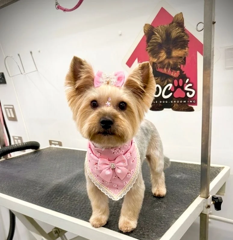 Groomed pet 51