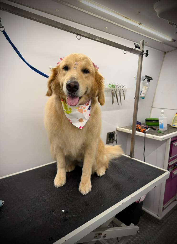 Groomed pet 69