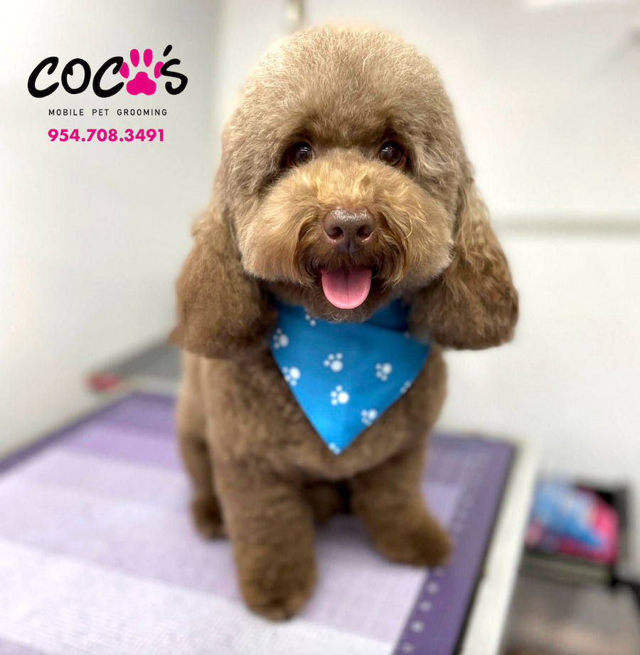 Groomed pet 5