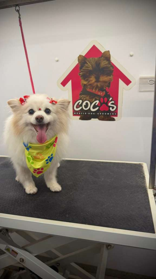Coco's mobile dog grooming result 87