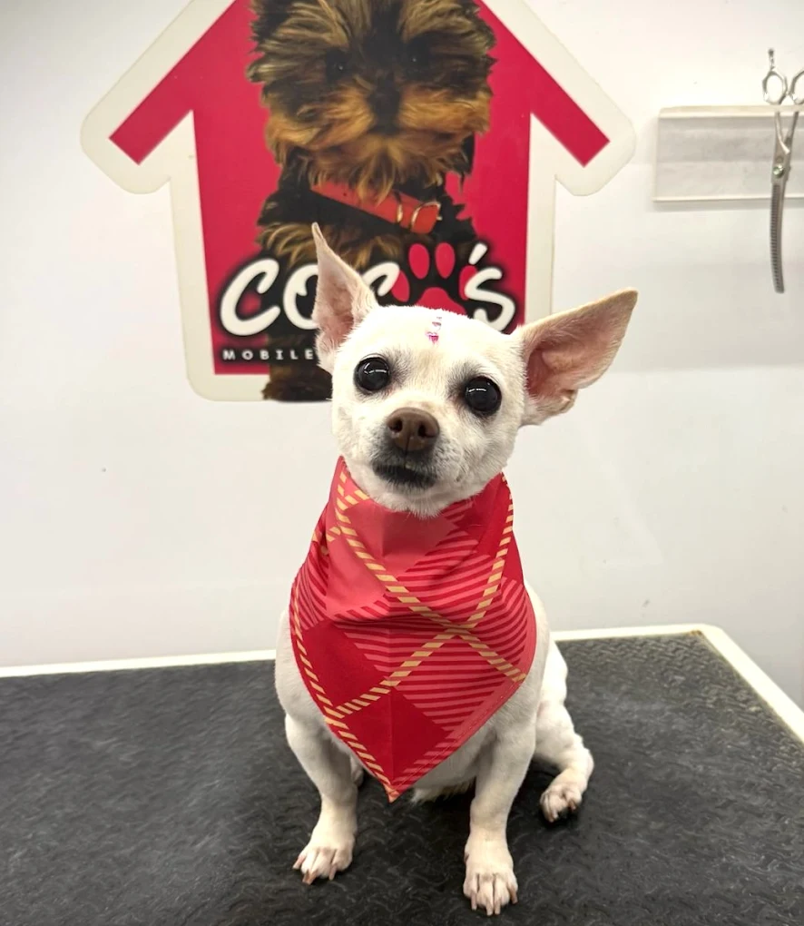 Groomed pet 65