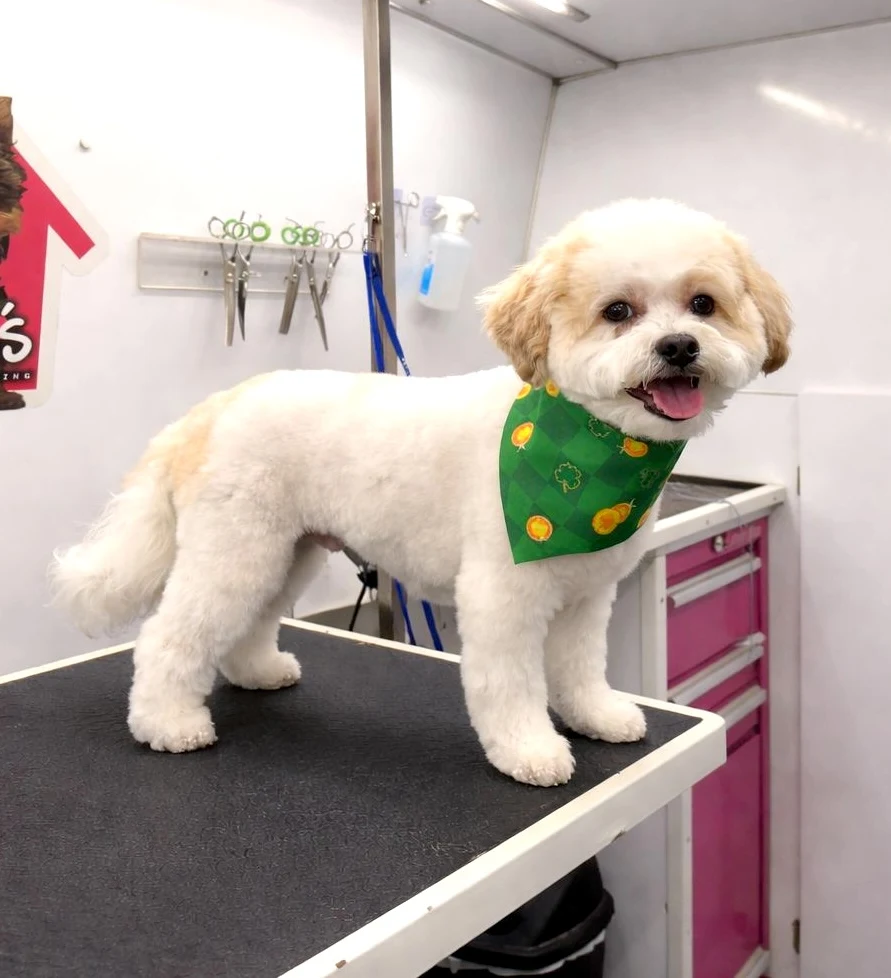 Groomed pet 54