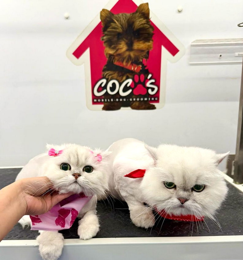 Groomed pet 45