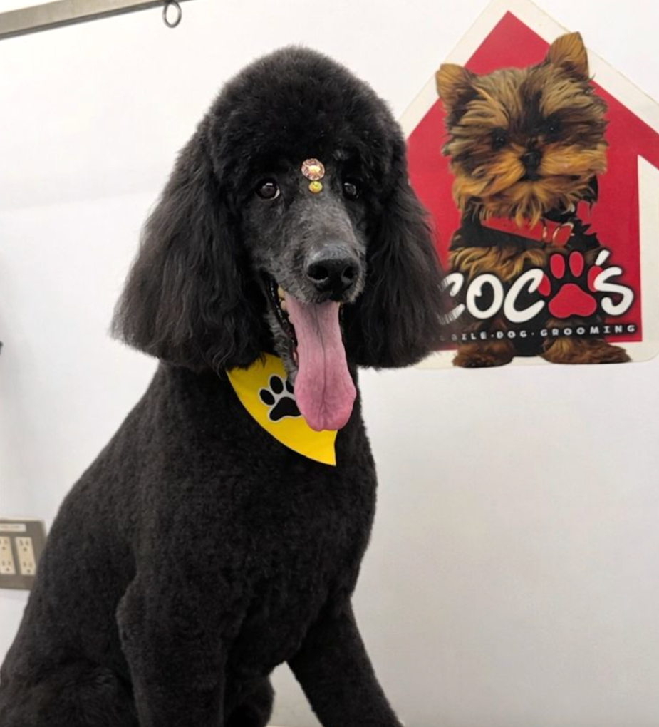 Groomed pet 52