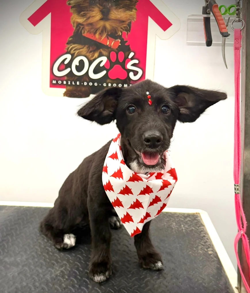 Coco's mobile dog grooming result 56