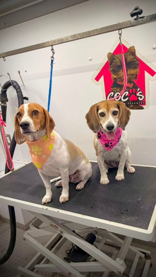 Coco's mobile dog grooming result 99