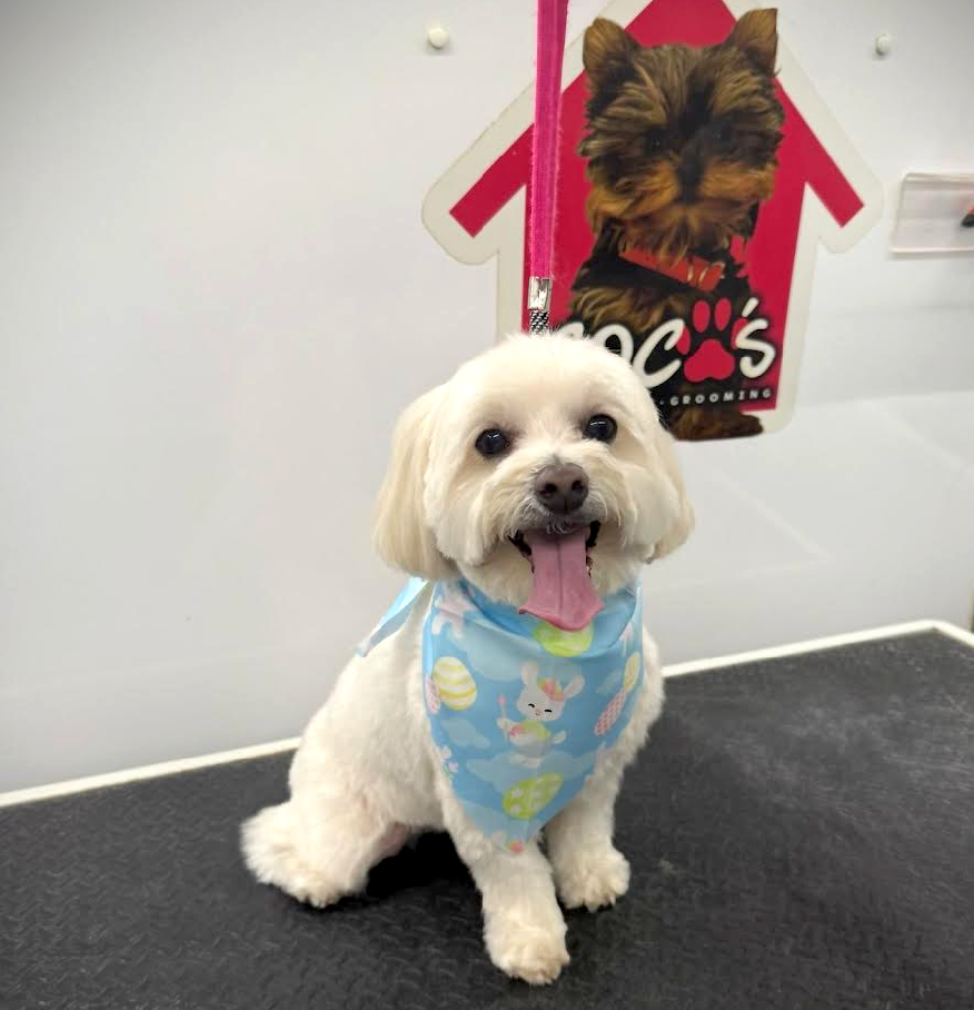 Groomed pet 14