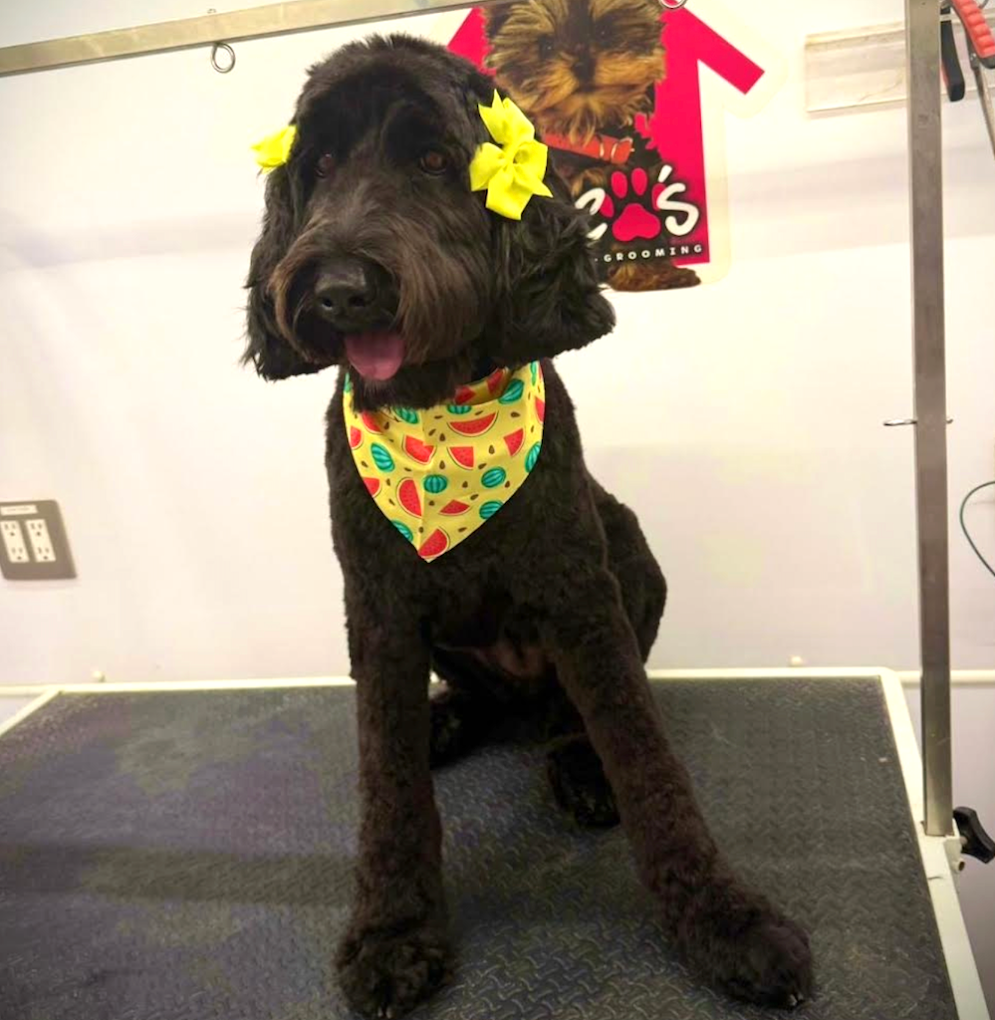 Groomed pet 9