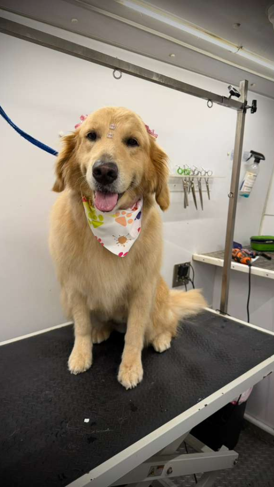 Coco's mobile dog grooming result 94