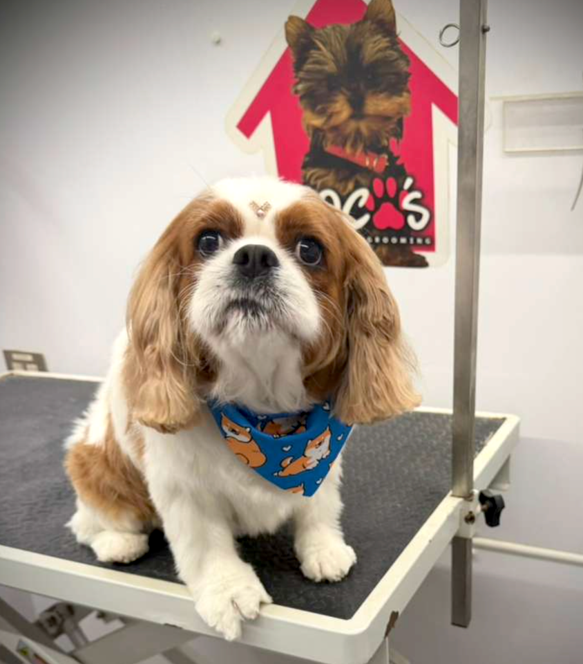 Groomed pet 37