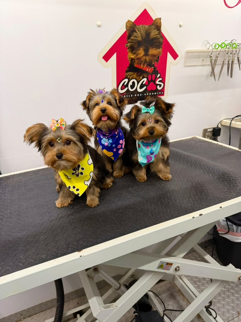 Groomed pet 70