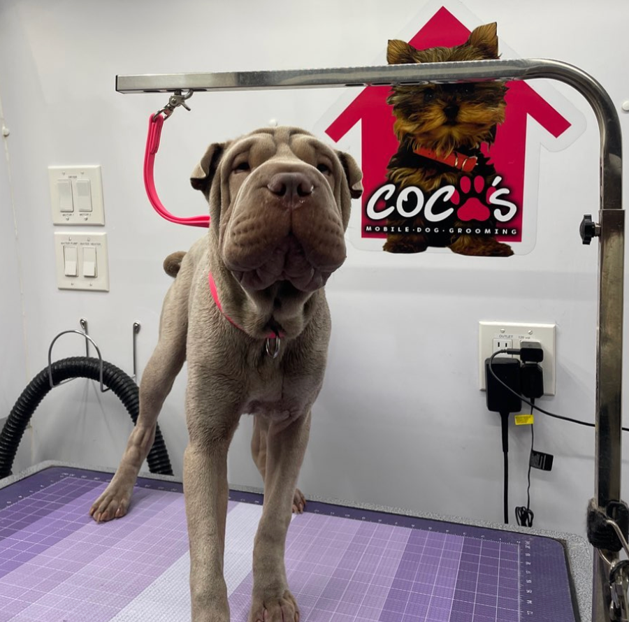Groomed pet 4