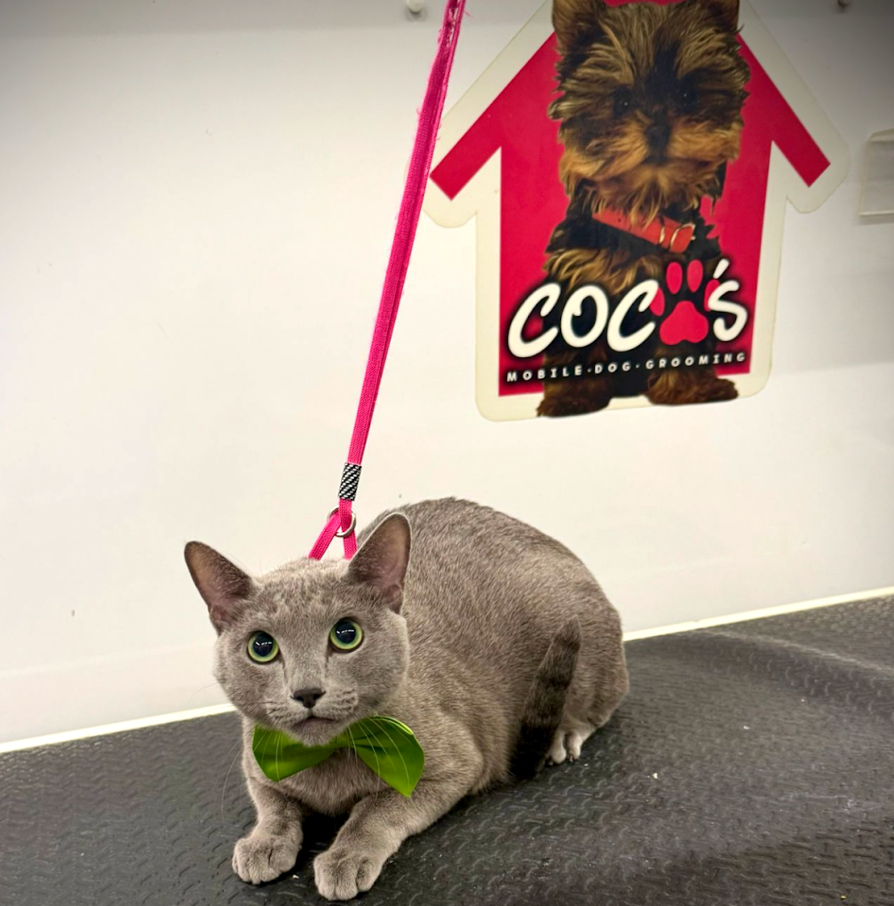 Groomed pet 31