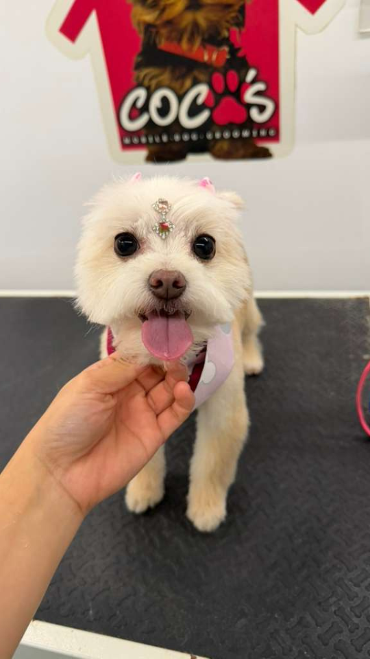 Coco's mobile dog grooming result 93