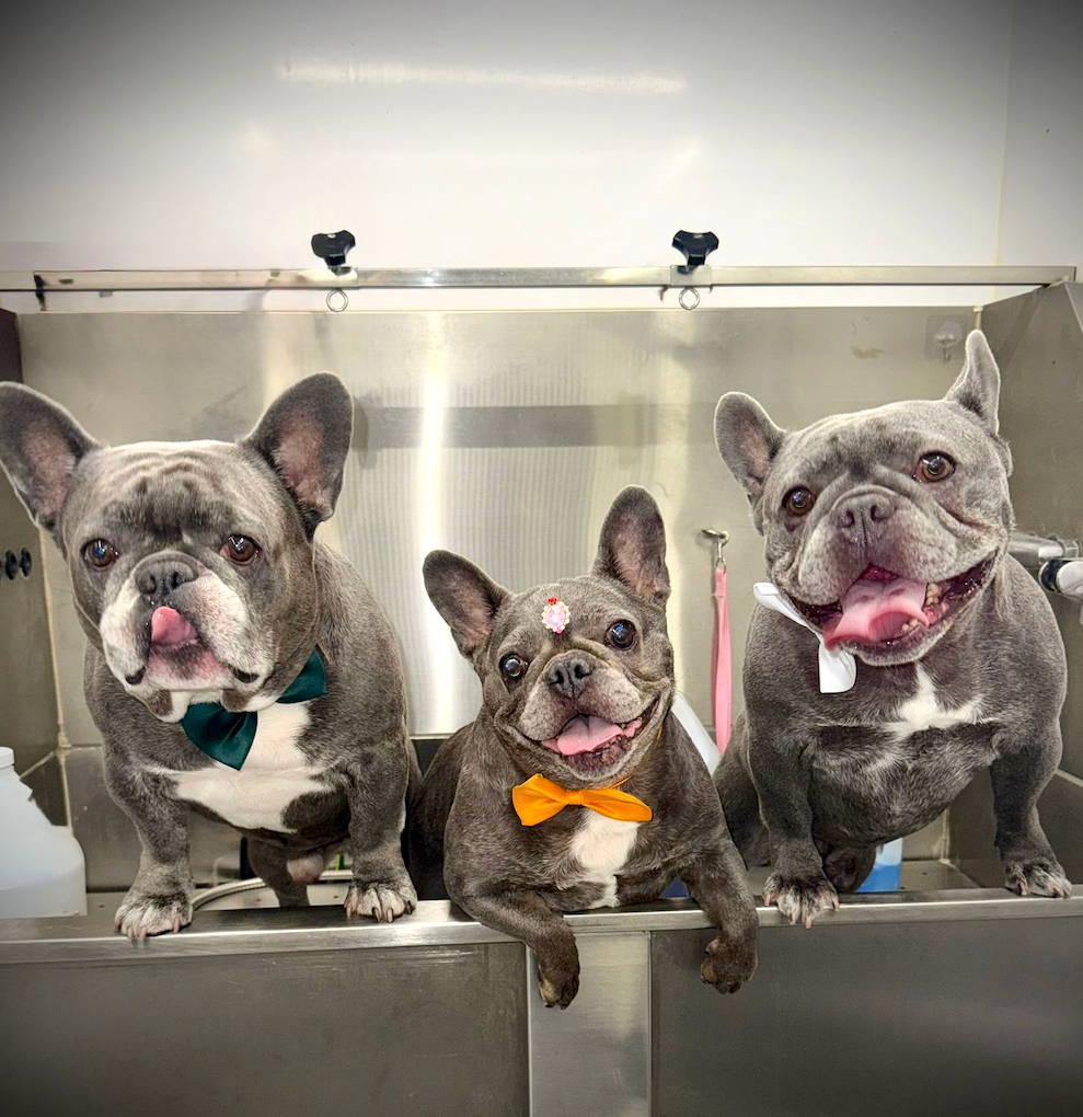 Groomed pet 48
