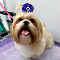 Happy pet groomed by Coco's