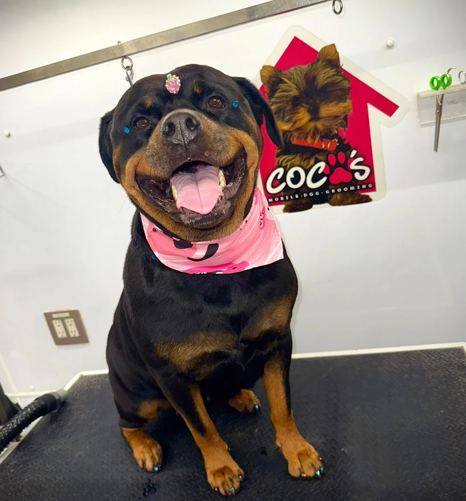 Groomed pet 30