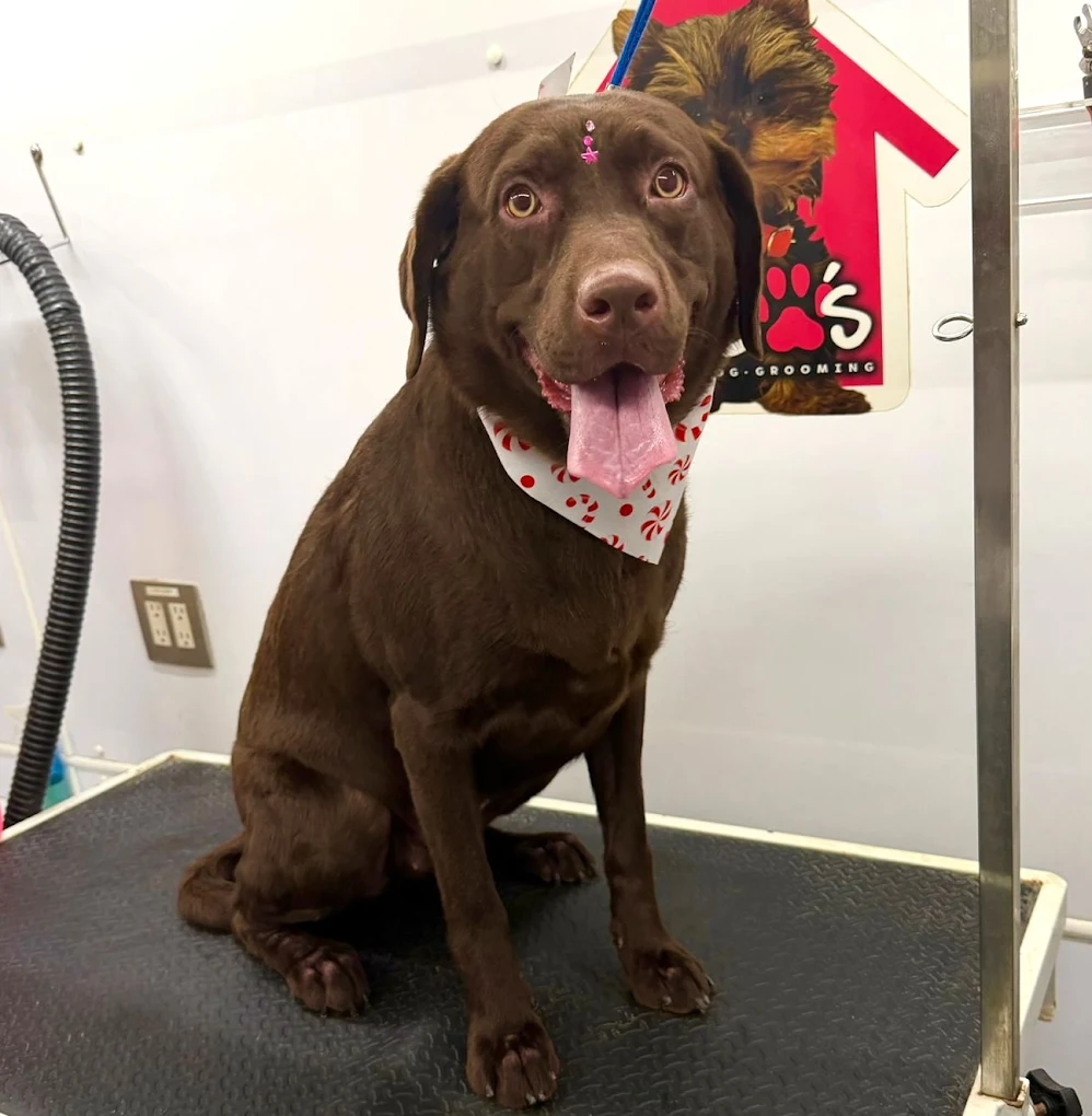Groomed pet 58