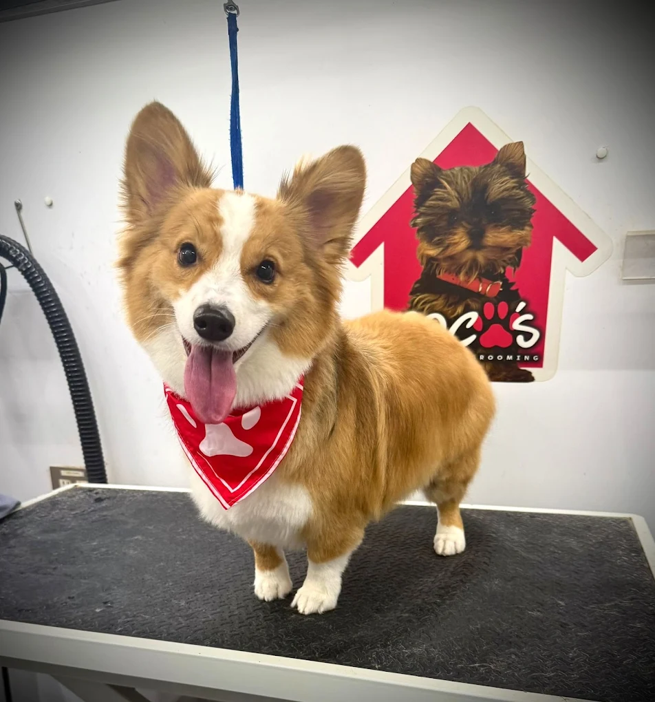 Groomed pet 29