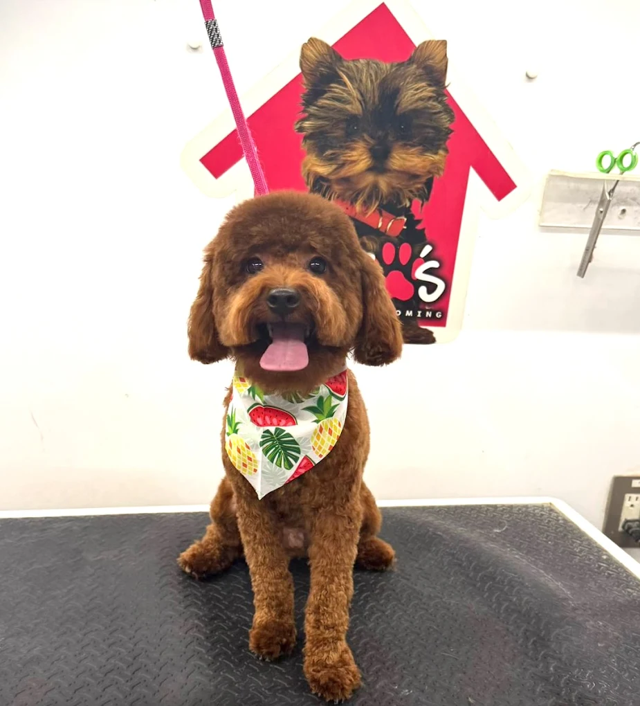 Coco's mobile dog grooming result 30
