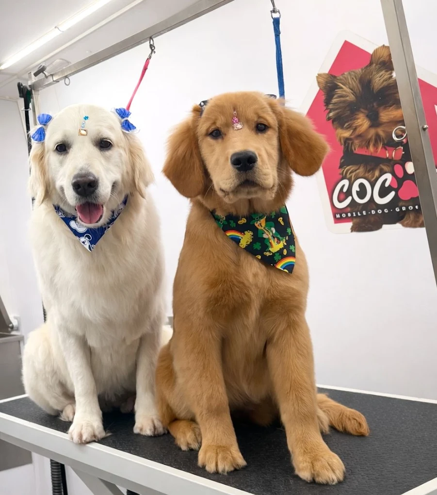 Groomed pet 49
