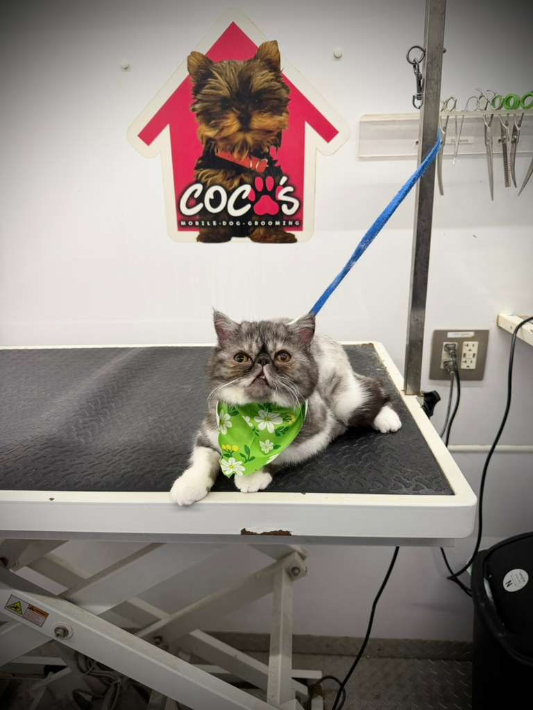 Groomed pet 68