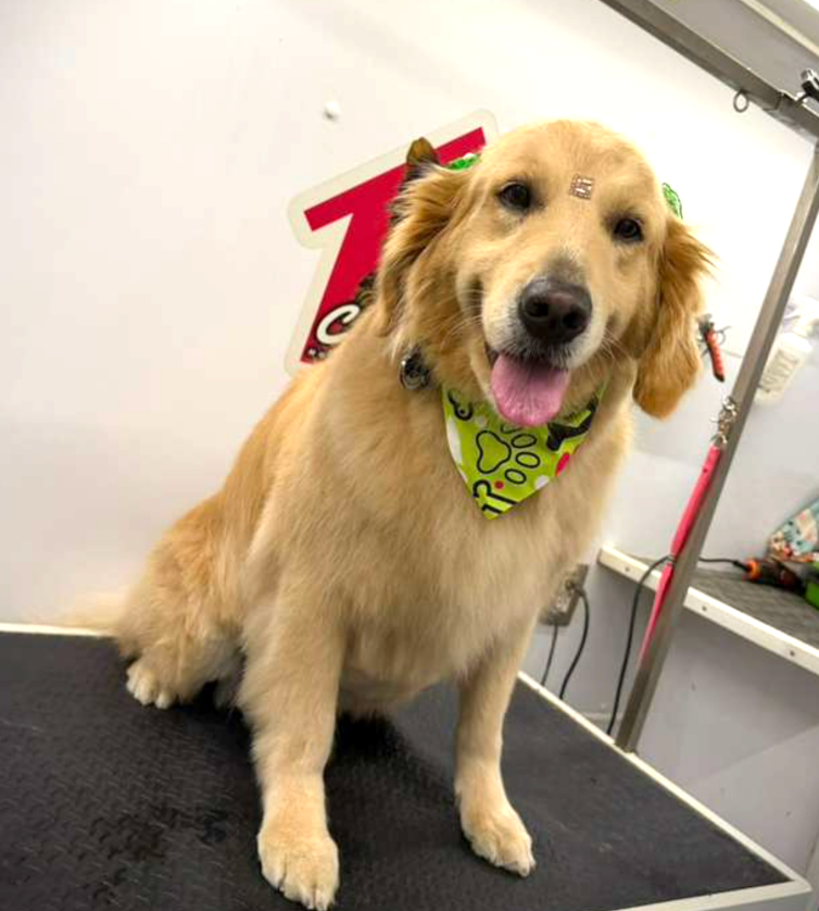 Groomed pet 53