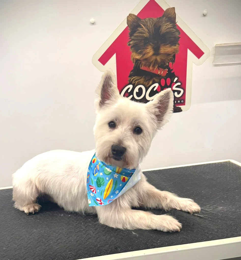 Groomed pet 26