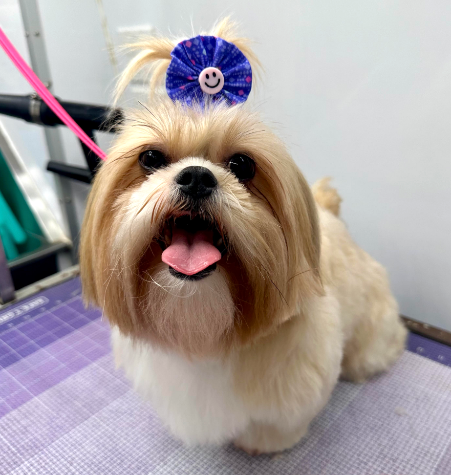 Groomed pet 44