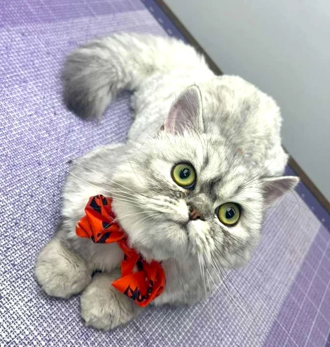Groomed pet 62